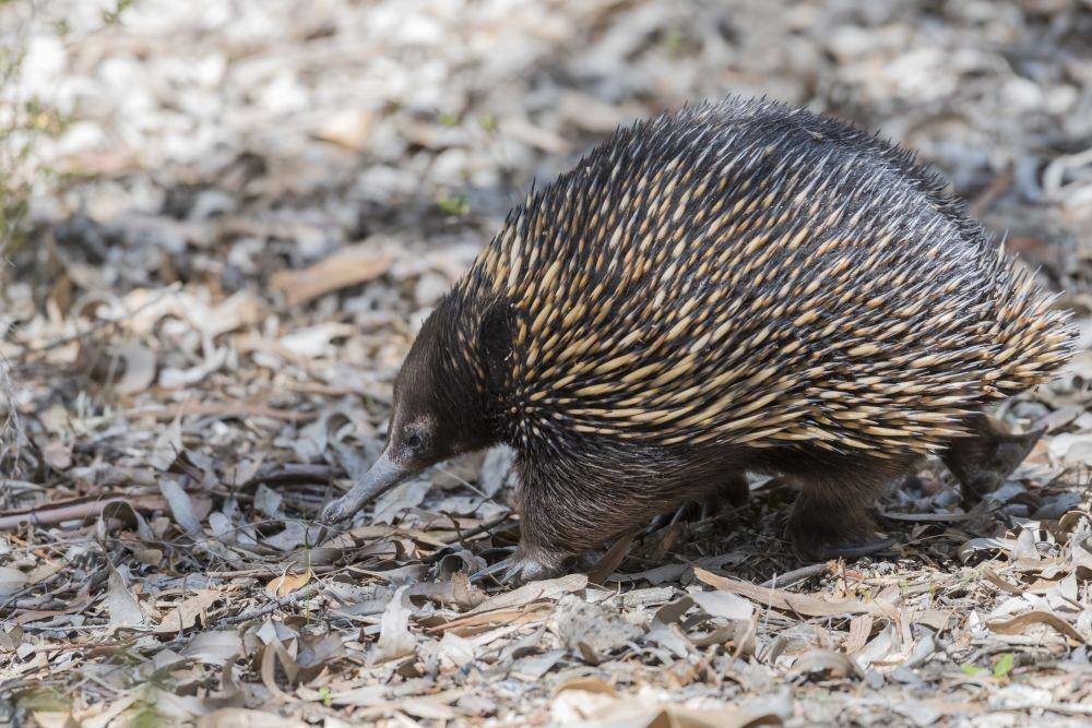 Echidna (Wikimedia Commons/Gunjan Pandey)