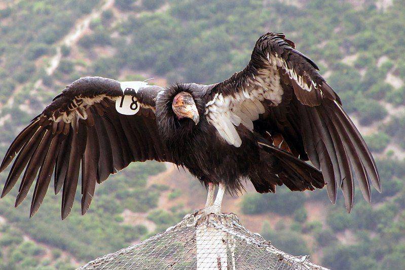 Kondor california merentangkan sayapnya. (commons.wikimedia.org/California Department of Fish and Wildlife)