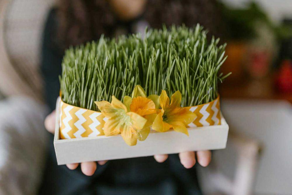 Cara Menanam Rumput Gandum yang Berkhasiat, Mudah Dicoba!