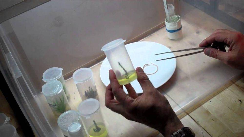 pelaksanaan kultur jaringan sederhana (plantcelltechnology.com)