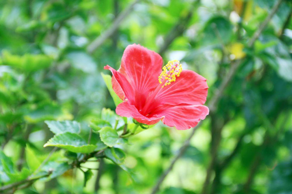 5 Masker Berbahan Bunga Hibiscus, Bikin Wajah Halus dan Kencang