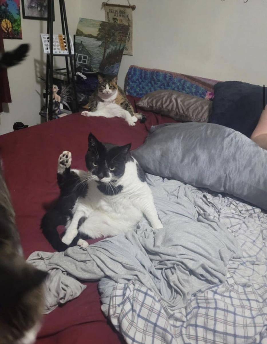 gaya duduk kucing lucu (reddit.com/DustyRoaty)