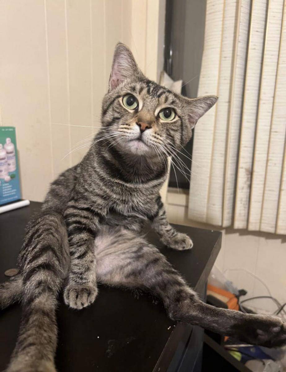 gaya duduk kucing lucu (reddit.com/dragon2777)