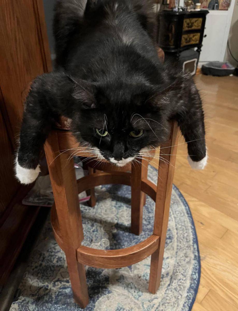 gaya duduk kucing lucu (reddit.com/ossobuffo)
