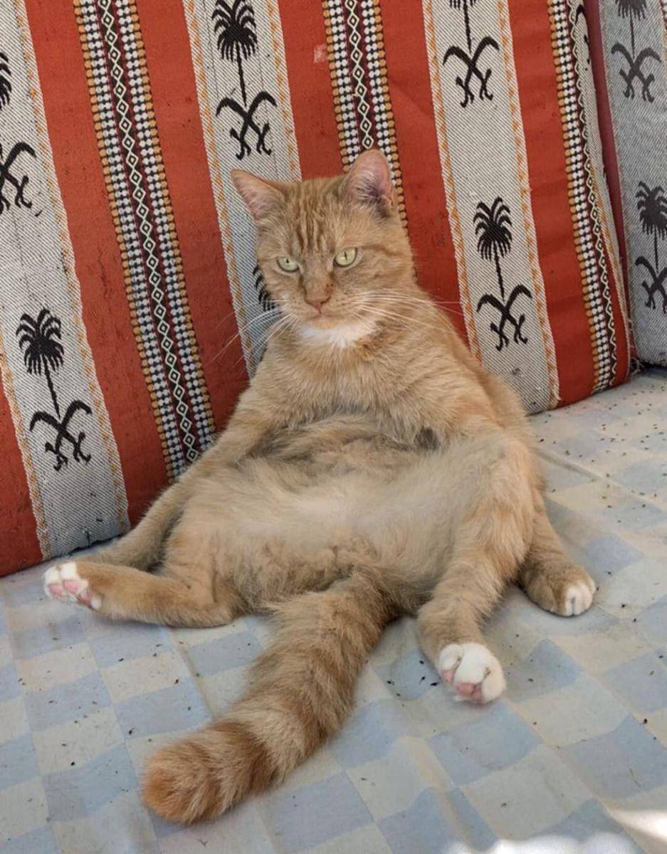 gaya duduk kucing lucu (reddit.com/zeb_99)