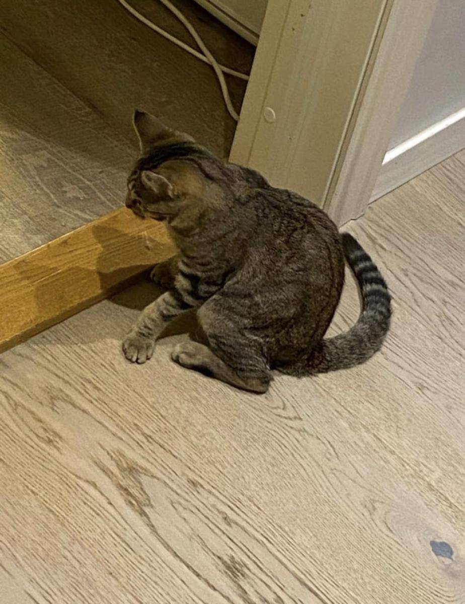 gaya duduk kucing lucu (reddit.com/Kribakk)