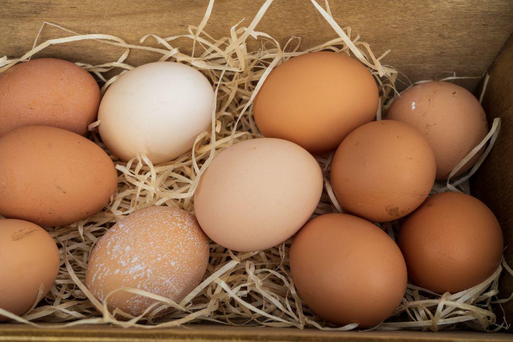 8 Cara Budidaya Ayam Arab Petelur, Peluang yang Menjanjikan!