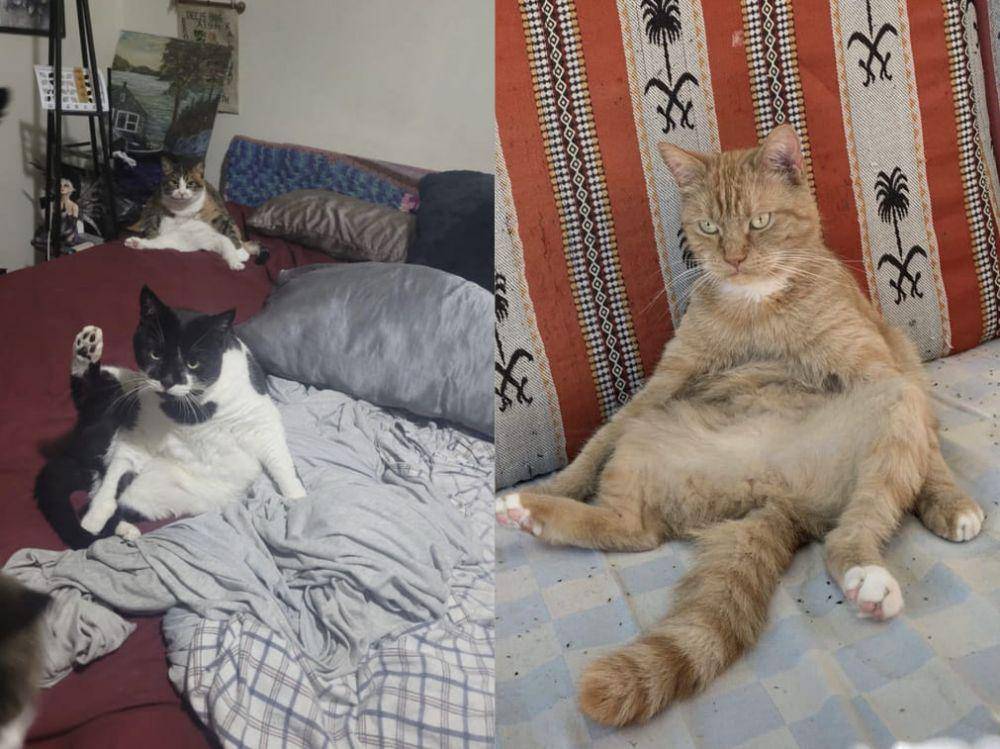 gaya duduk kucing lucu (reddit.com/DustyRoaty | reddit.com/zeb_99)
