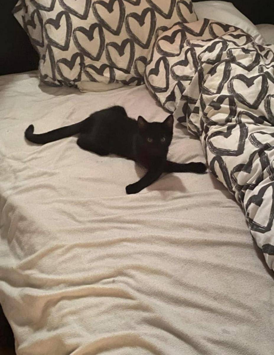 gaya duduk kucing lucu (reddit.com/skzhansol)
