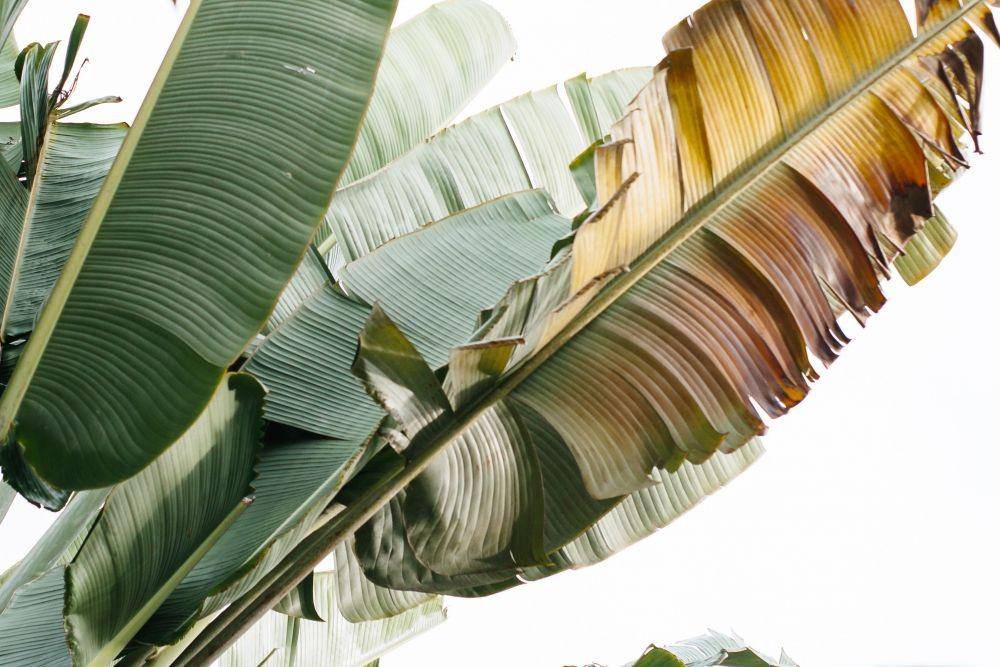 ilustrasi daun pisang kering (pexels.com/Ksu&Eli)