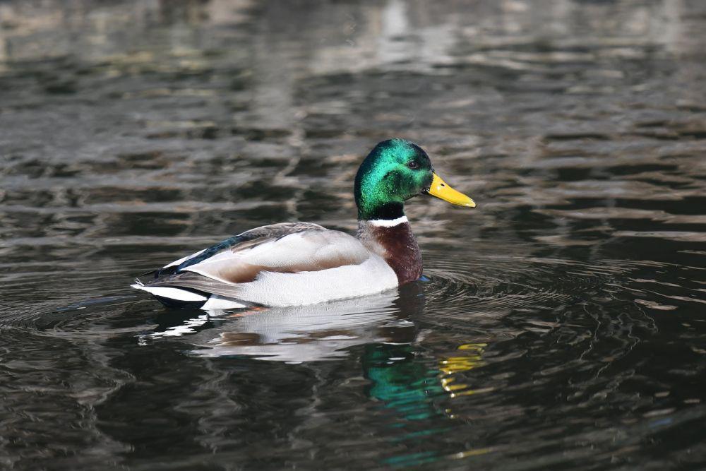 Mengenal Duck Syndrome, Gangguan Psikologis yang Jarang Disadari