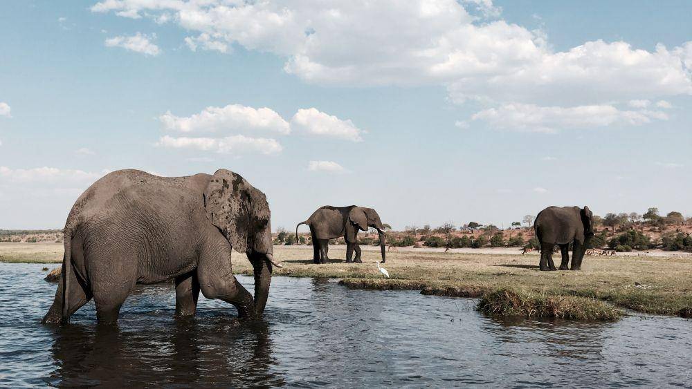 Botswana (unsplash.com/michaelbennett)
