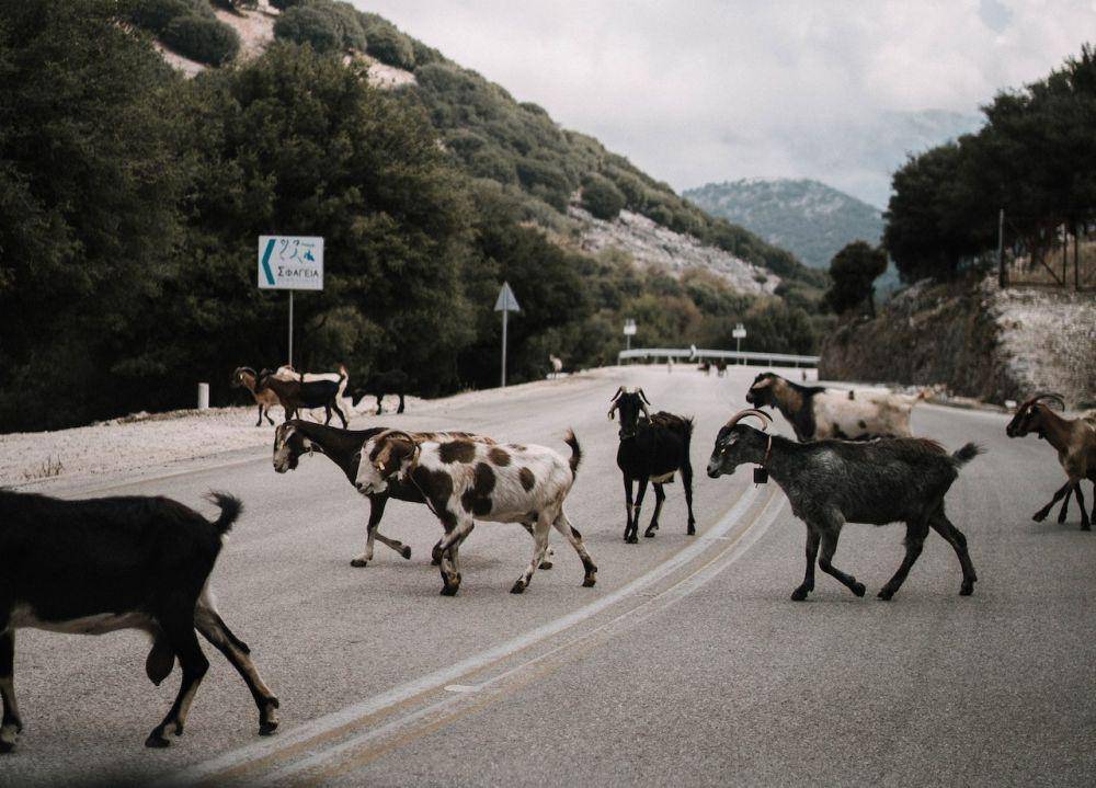 kawanan kambing gunung melewati jalan tol (Pexels.com/ Djordje Petrovic)