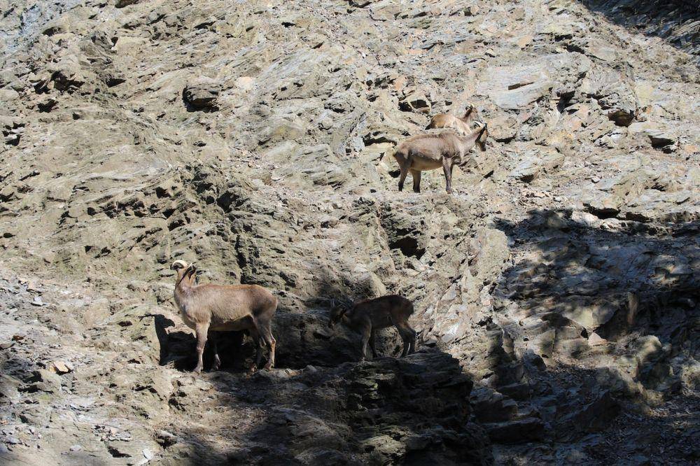 kambing gunung di sebuah tebing di Ceko (Pexels.com/Gokul K S)