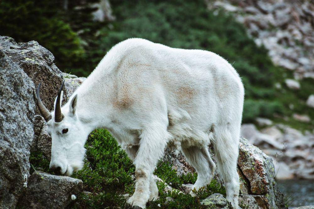 ibex yang mendaki tebing terjal (Pexels.com/ Harrison Fitts)