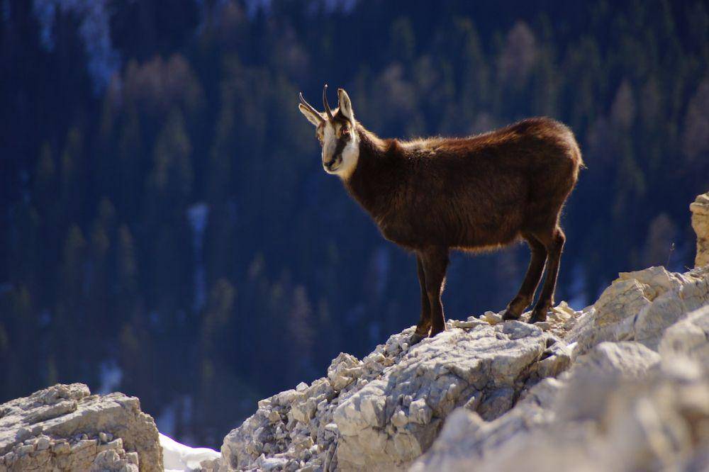kambing gunung (Pexels.com/Pixabay)