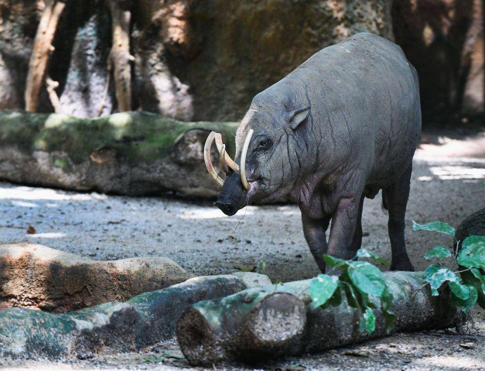 babirusa di Sulawesi Utara (Pexels.com/Richard Low Hong)