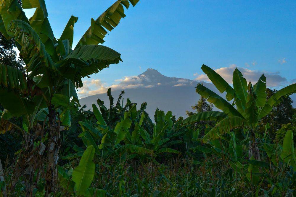 ilustrasi kebun pisang (pexels.com/Blue Ox Studio)