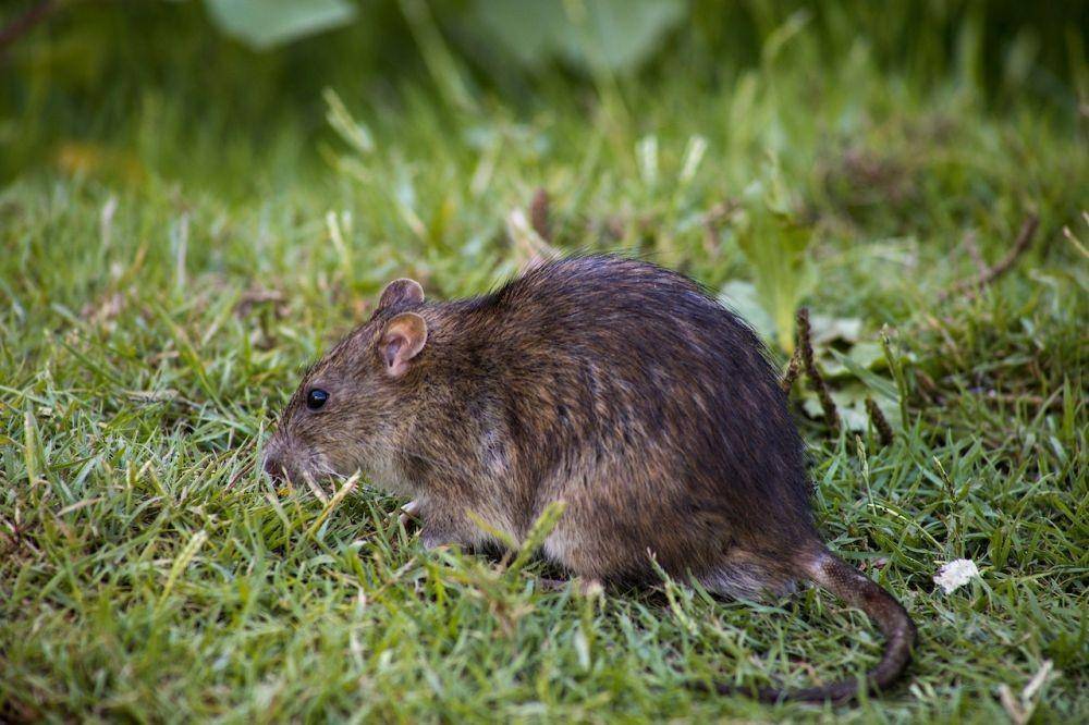 ilustrasi tikus (Pexels/Denitsa Kireva)