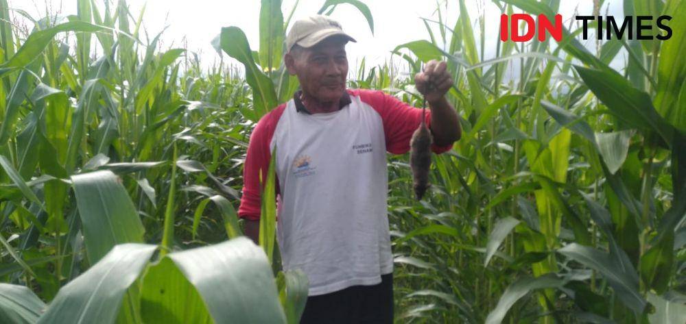 Gropyokan hama tikus di Bulak Kranji, Kalurahan Sumbermulyo, Kapanewo Bambanglipuro, Kabupaten Bantul.(IDN Times/Daruwaskita)