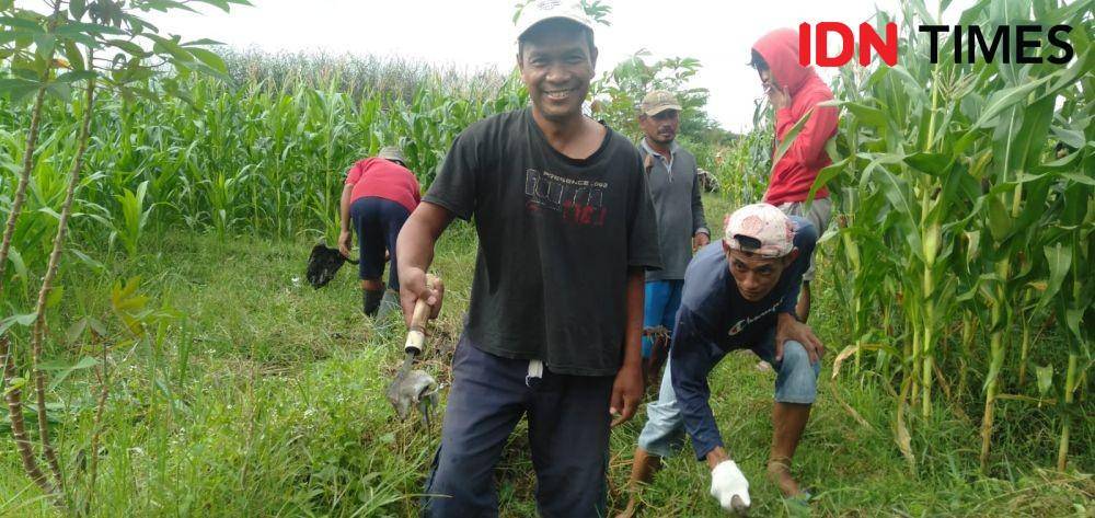 Gropyokan hama tikus di Bulak Kranji, Kalurahan Sumbermulyo, Kapanewo Bambanglipuro, Kabupaten Bantul.(IDN Times/Daruwaskita)