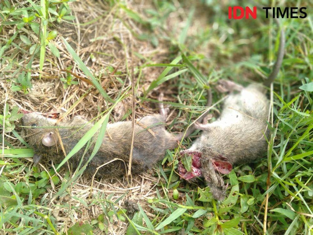 Hama tikus yang menyerang tanaman jagung.(IDN Times/Daruwaskita)