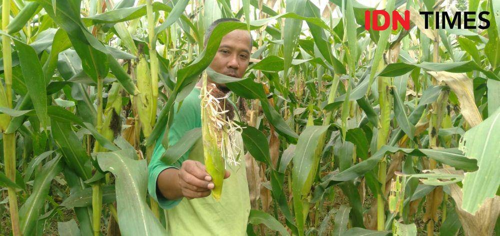 Tanaman jabung siap panen diserang hama tikus.(IDN Times/Daruwaskita)