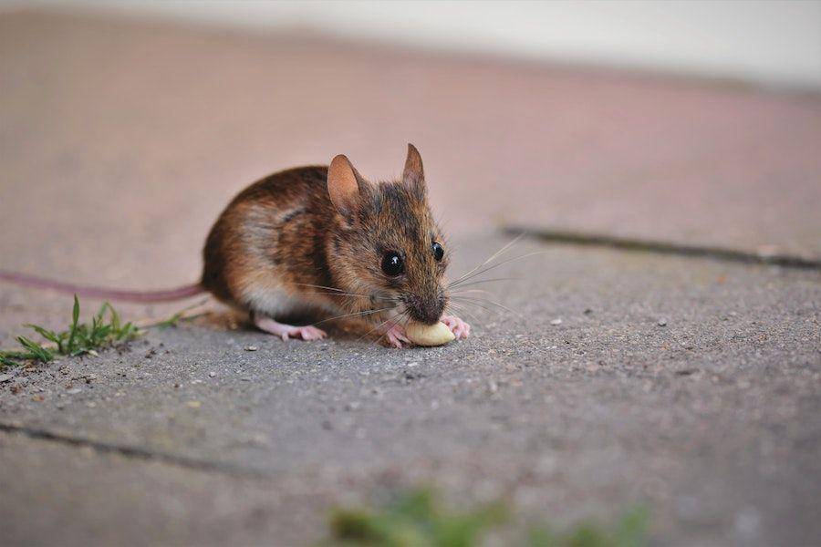 ilustrasi tikus menggigit kacang (pexels.com/Ralph)
