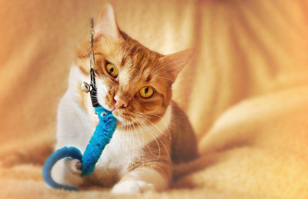 ilustrasi kucing dan mainannya (unsplash.com/Dorothe Wouters)