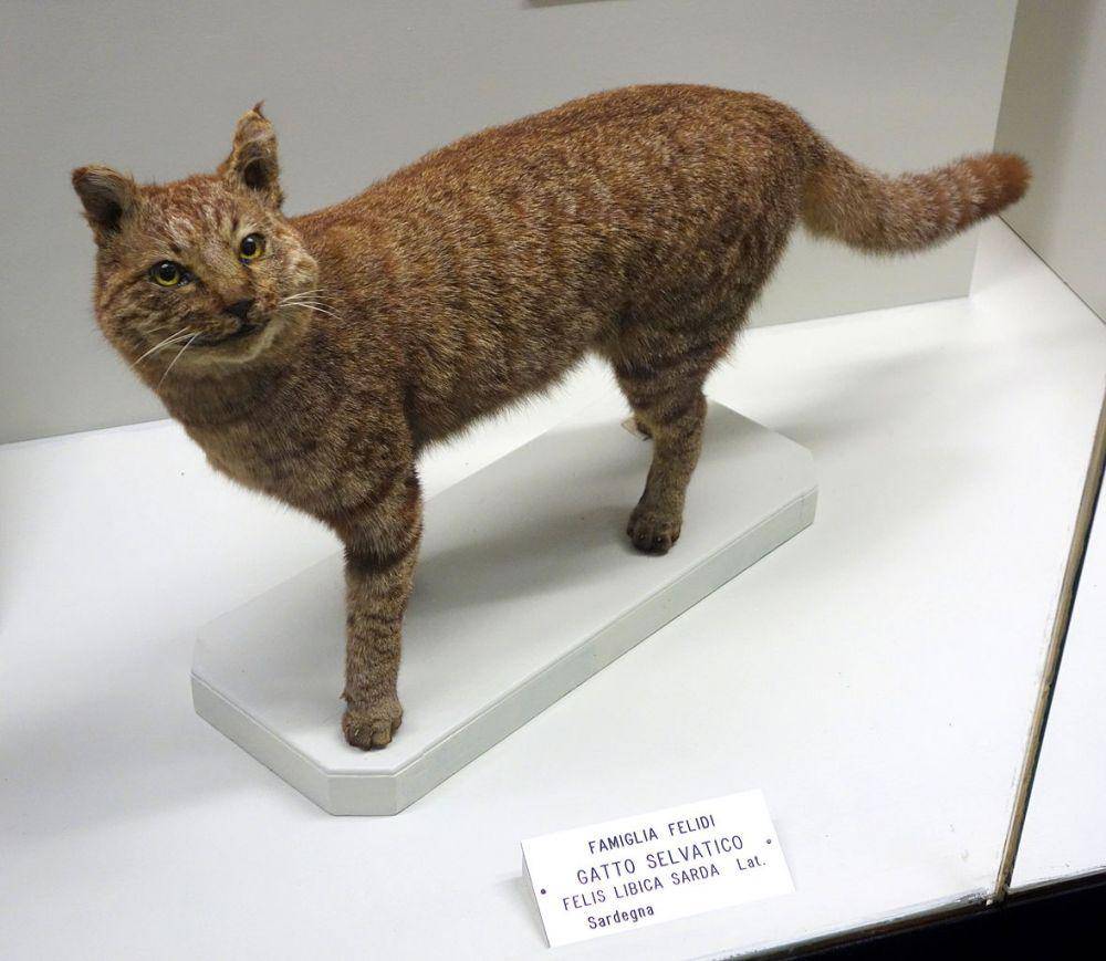ilustrasi dari model nenek moyang kucing di museum (commons.wikimedia.org/Daderot)