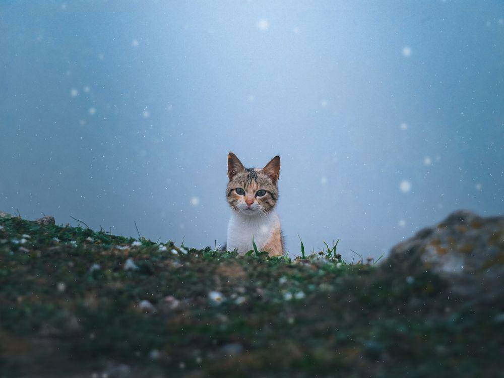 ilustrasi kucing lucu (unsplash.com/Malek Dridi)