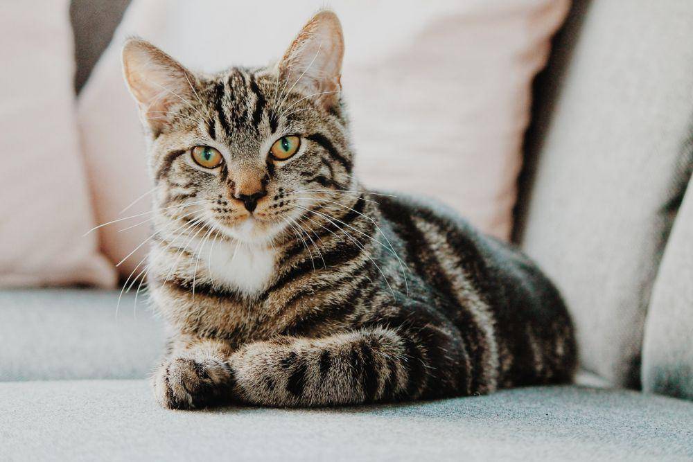 ilustrasi kucing peliharaan (unsplash.com/Erik-Jan Leusink)