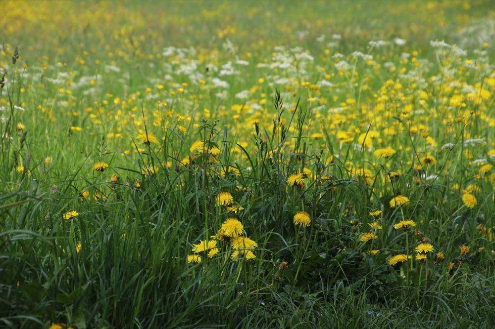 ilustrasi tumbuhan bunga dandelion (pixabay.com/pasja1000)