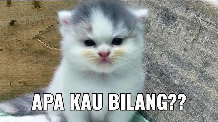 9 Meme Kucing Nyeleneh Ini Ekspresif Banget, Auto Gemas Maksimal!