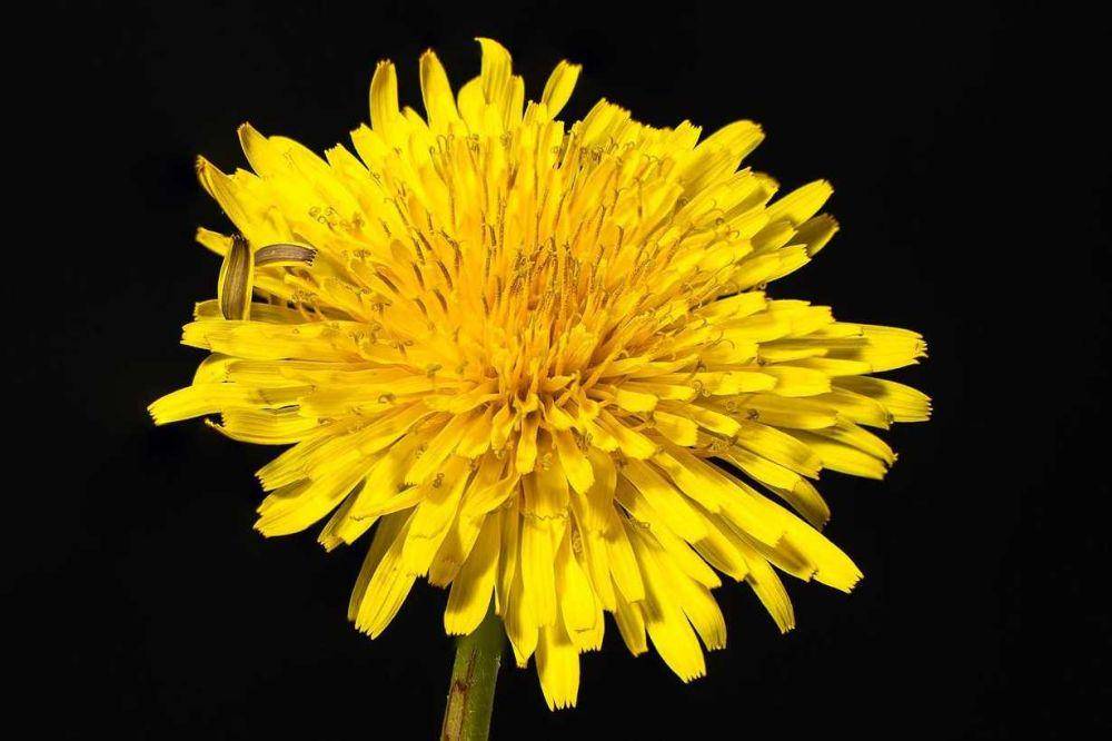 ilustrasi kelopak bunga dandelion (pixabay.com/Sonyuser)