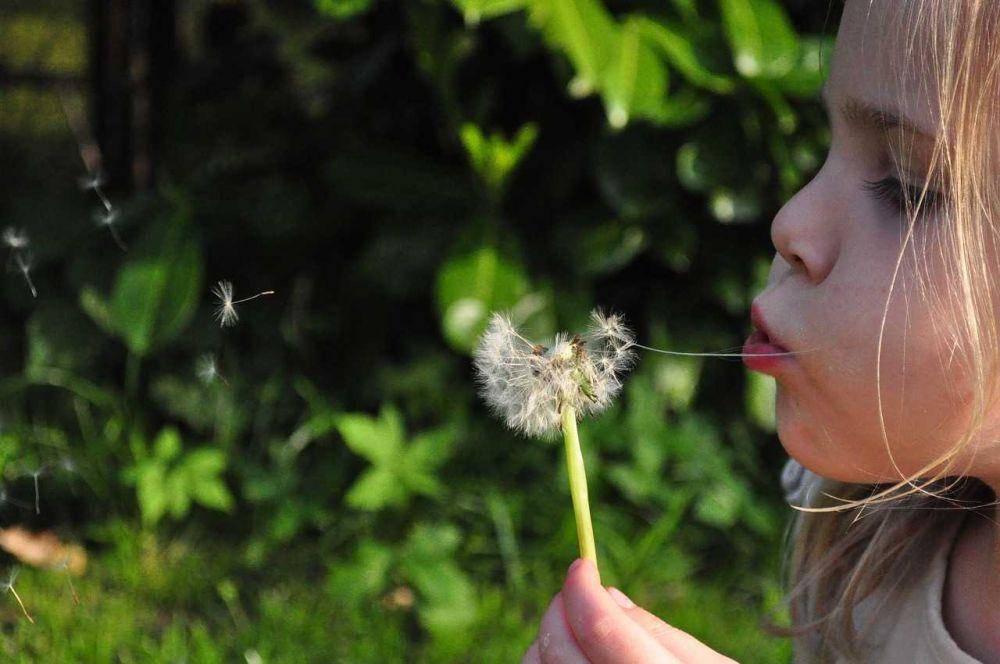 ilustrasi anak memegang dandelion (pixabay.com/Skitterphoto)