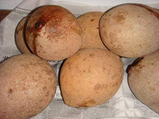 Buah Bambangan atau Mangifera Pajang (dok. Istimewa)