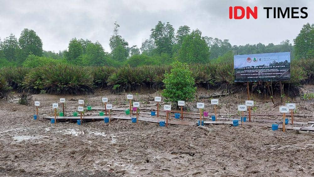 Mangrove, Sotek, Penajam Paser Utara (IDN Times/Fatmawati)