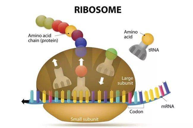 ilustrasi fungsi ribosom (thoughtco.com)