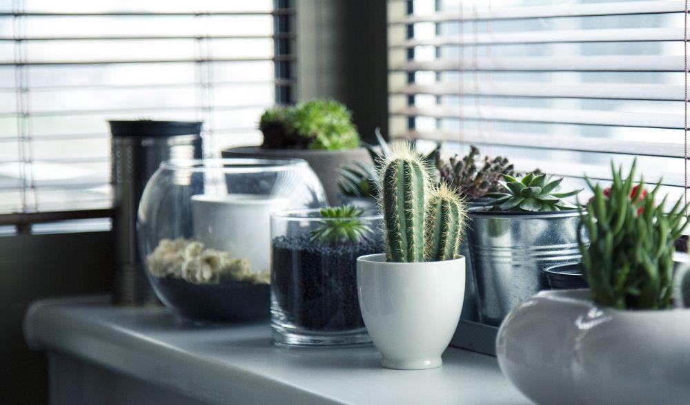 Inspirasi Desain Biofilik Rumah Biar Terasa Makin Alami