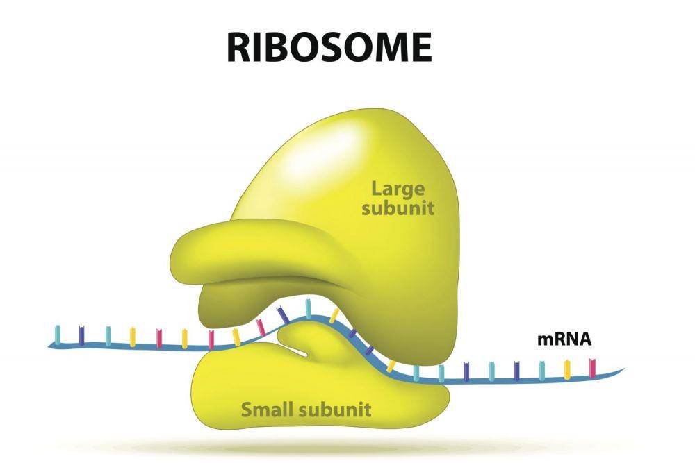 ilustrasi dua jenis ribosom (thoughtco.com)