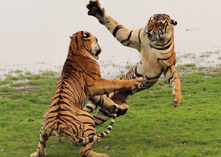 Dua harimau bermain. (commons.wikimedia.org/Vedang Vadalkar)