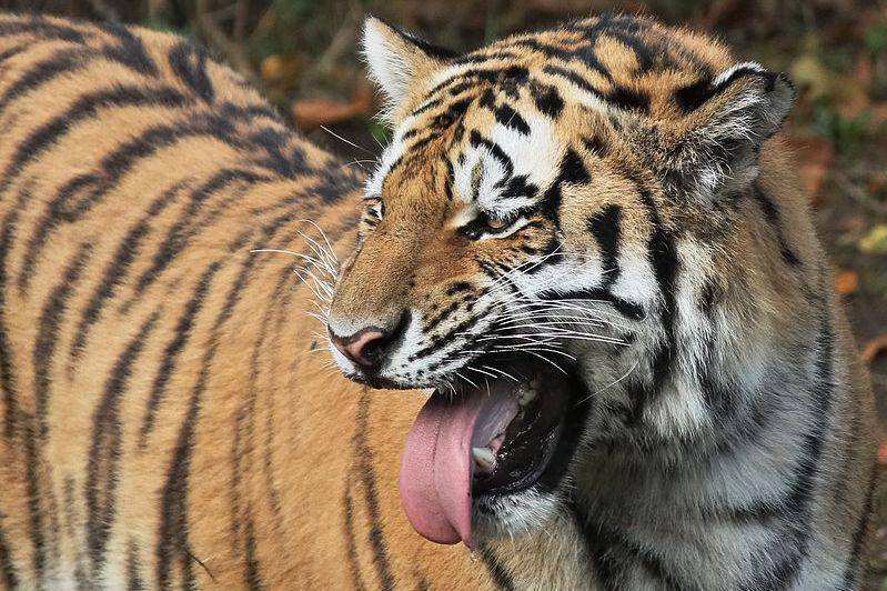 respons flehmen harimau (commons.wikimedia.org/Appaloosa)
