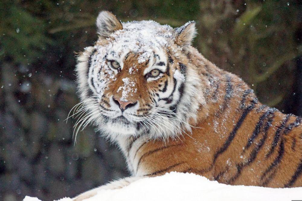 harimau amur atau harimau siberia (pixabay.com/pixel-mixer-1197643)