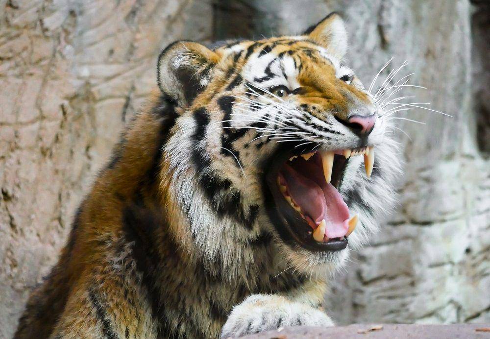 Harimau mengaum. (pixabay.com/blende12-201217)