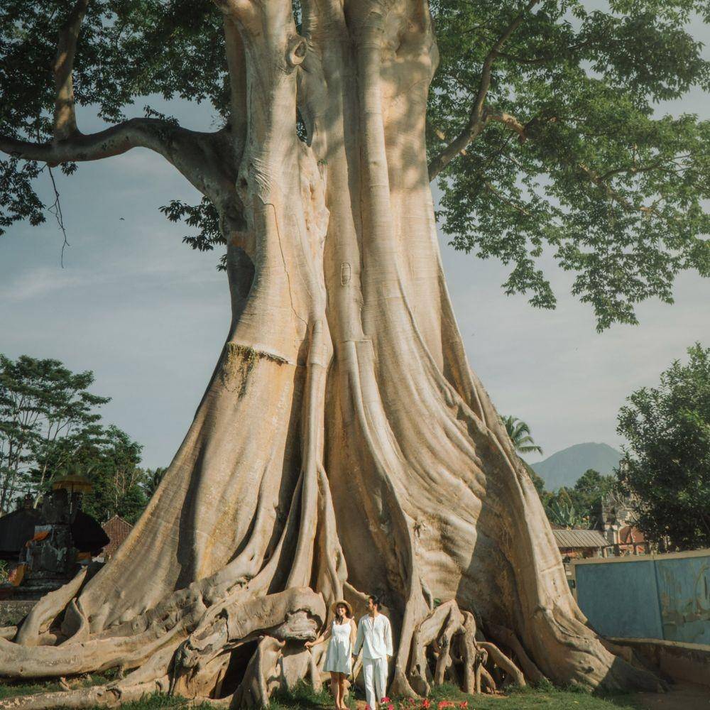 Bayan Ancient Tree, Bali (twitter.com/corypramita)