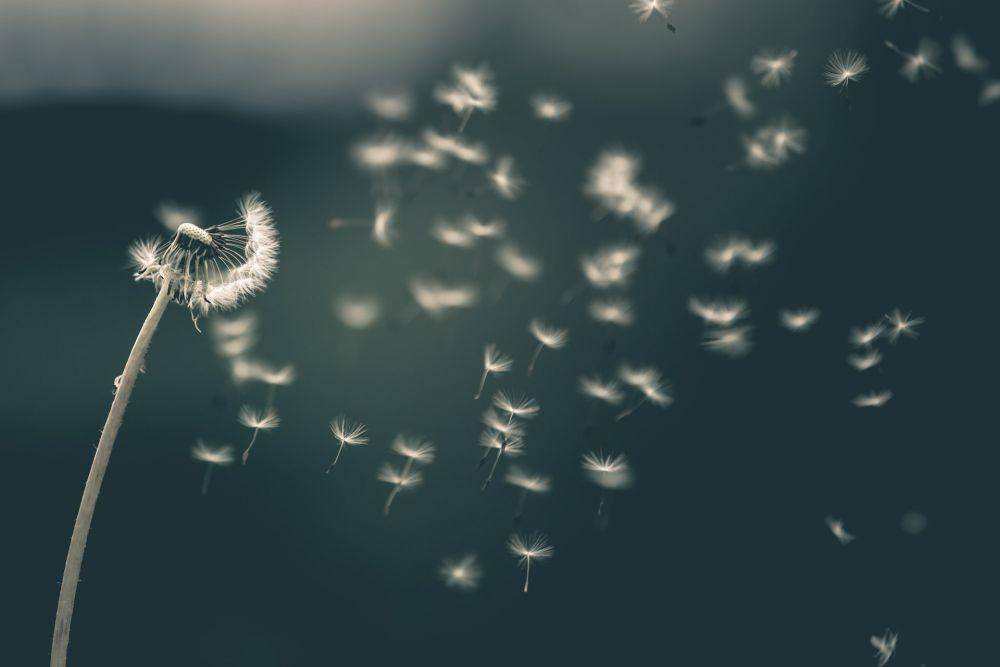 ilustrasi dandelion (Unsplash.com/Saad Chaudhry)