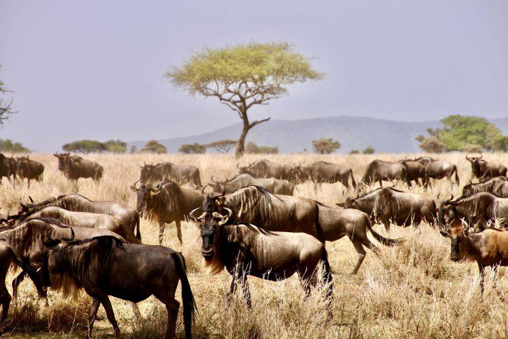 ilustrasi kawanan Wildebeest (Unsplash.com/Kai Pütter)