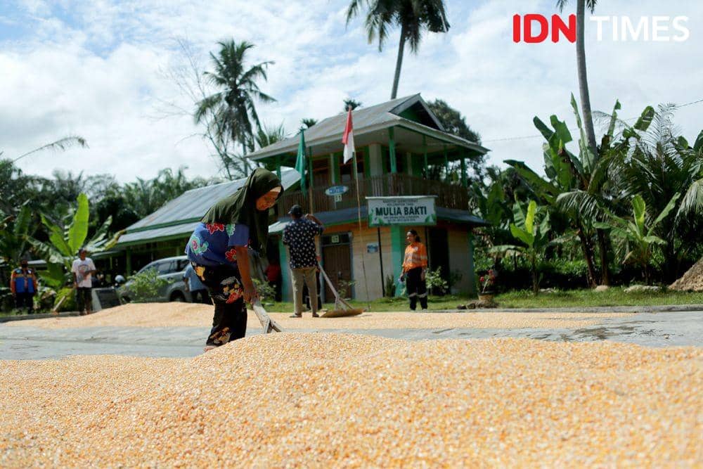Kelompok Tani Karya Mulia Bakti Aek Sirara Desa Sumuran, Tapsel. (IDN Times/Arifin Al Alamudi)