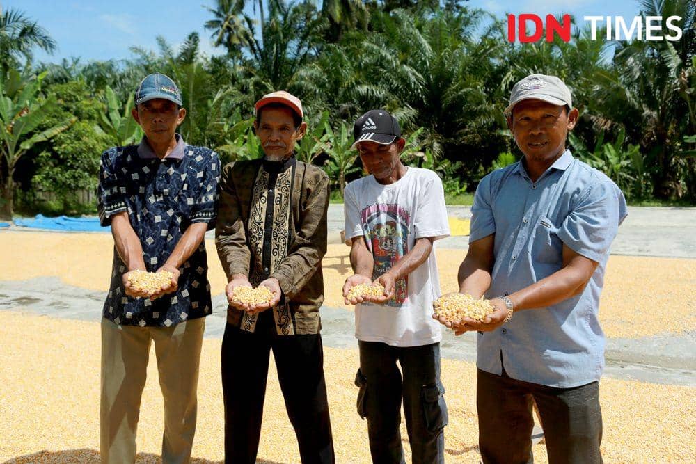 Kelompok Tani Karya Mulia Bakti Aek Sirara Desa Sumuran, Tapsel. (IDN Times/Arifin Al Alamudi)